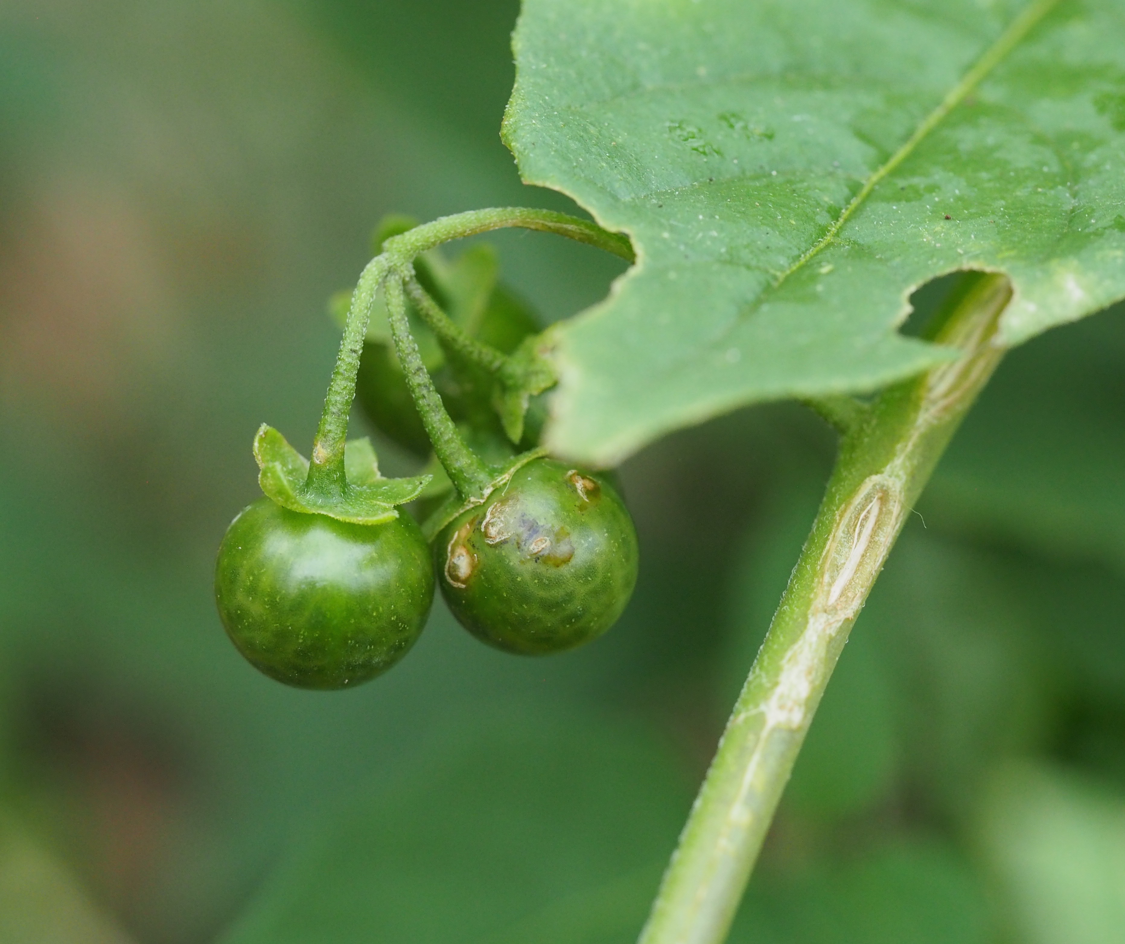 Maryland Biodiversity Project Eastern Black Nightshade (Solanum
